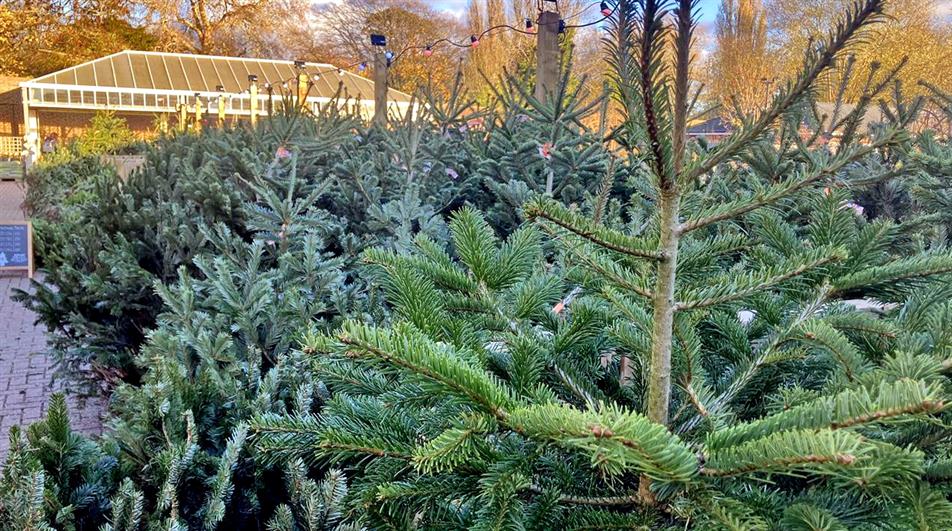 Xmas trees